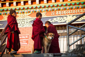 Three young monks and a dog, Thrangu Tashi Yangtse Monastery, Namo Buddha Nepal