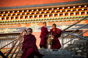 Three young monks and a dog, Thrangu Tashi Yangtse Monastery, Namo Buddha Nepal
