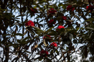 Red rhododendron in bloom, Nepal