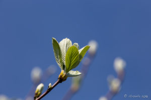 Fresh green leaves, blue sky, Cornwall UK