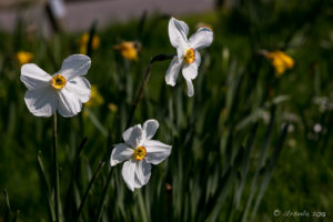 Daffodils on the Hill, Pendennis Castle, Cornwall UK