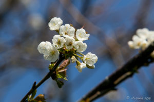 Blossoms on the Hill, Pendennis Castle Cornwal UK