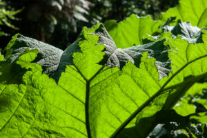 Green Foliage, Lost Gardens of Heligan, Cornwall UK