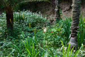 Undergrowth in the Jungle, Lost Gardens of Heligan, Cornwall UK