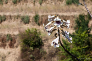 White tubular flowers with purple, Namobuddha to Dhulikhel, Kathmandu Valley