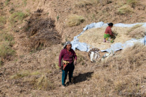 Women gathering and sorting grain, Namobuddha to Dhulikhel, Kathmandu Valley