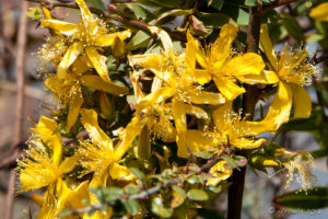 Flowering shrub with long stamens and yellow petals, Namobuddha to Dhulikhel, Kathmandu Valley