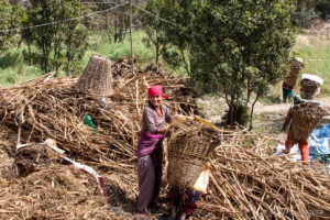 Nepali women at with large wicker baskets, Namobuddha to Dhulikhel, Kathmandu Valley