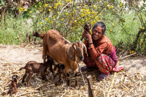 Nepali woman with a tethered ewe and baby goats, Namobuddha to Dhulikhel, Kathmandu Valley
