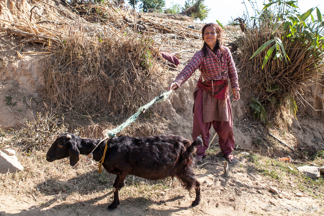 Nepali Woman with a Goat on a string, Dhulikhel to Nagarkot, Nepal