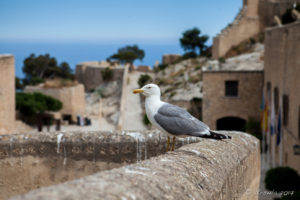 Seagull at the Santa Bárbara Castle, Alicante, Spain