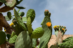 Prickly Pear at the Santa Bárbara Castle, Alicante, Spain