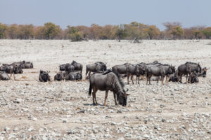 Wildebeests, Etosha National Park, Namibia Africa