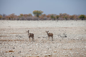 Two Kudus, Etosha National Park, Namibia Africa
