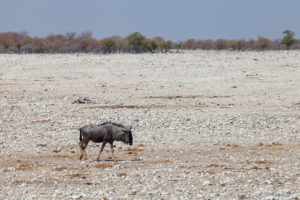 Wildebeest, Etosha National Park, Namibia Africa