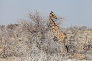 Giraffe in the Thorn Trees, Etosha National Park, Namibia Africa