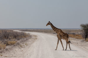 Giraffe on the Road, Etosha National Park, Namibia Africa