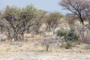 White Rhinoceros - Ceratotherium Simum, Etosha National Park, Namibia Africa