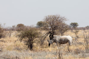 White Rhinoceros - Ceratotherium Simum, Etosha National Park, Namibia Africa