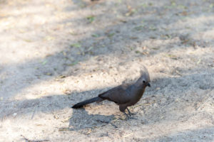Grey Go-Away-Bird - Corythaixoides Concolor