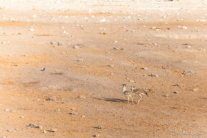 Kori Bustard - Ardeotis Kori, Etosha National Park, Namibia Africa