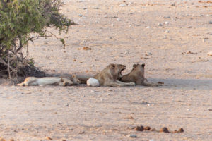 Young male lions in the shade of a tree, Etosha National Park, Namibia Africa