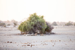 Young male lions in the shade of a tree, Etosha National Park, Namibia Africa