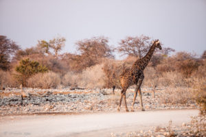 Giraffe walking on a gravel road, Etosha National Park, Namibia Africa