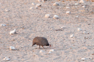 Helmeted Guineafowl Numida Meleagris, Etosha National Park, Namibia Africa