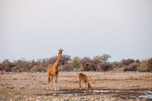 Giraffes at a waterhole, Etosha National Park, Namibia Africa