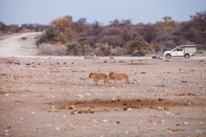 Jeep on the road and two male lions, Etosha National Park, Namibia Africa