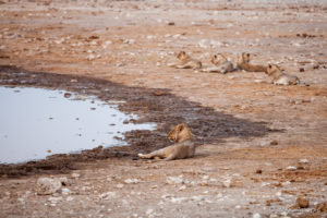 Five young male lions at a waterhole, Etosha National Park, Namibia Africa