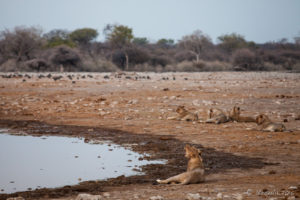 Five young male lions at a waterhole, Etosha National Park, Namibia Africa