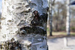 Bark of a birch tree, Frogner Park, Oslo Norway
