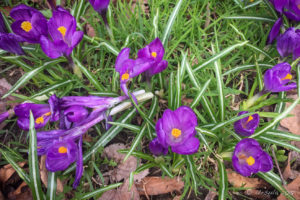 Crocus blooming , Oslo Norway