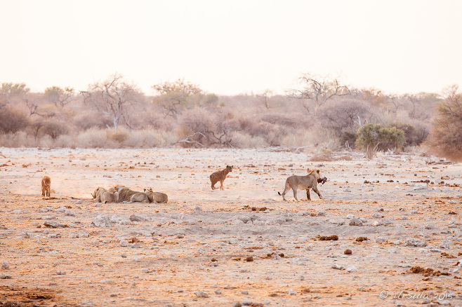 Lions and hyenas in dusty morning light, Etosha National Park Namibia