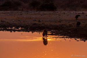 Silhouette in a sunrise of a Hyena drinking, Etosha National Park Namibia