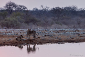 Lions in dusty morning light, Etosha National Park Namibia