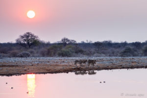 Five young male lions, barely distinguishable in the low light of sunrise, Etosha National Park Namibia