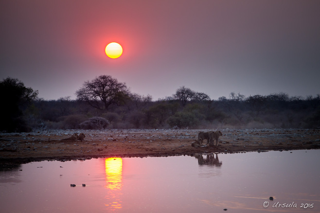 Five young male lions, barely distinguishable in the low light of sunrise, Etosha National Park Namibia