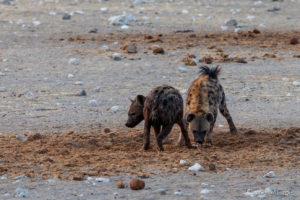 Two Hyenas l in morning light, Etosha National Park Namibia