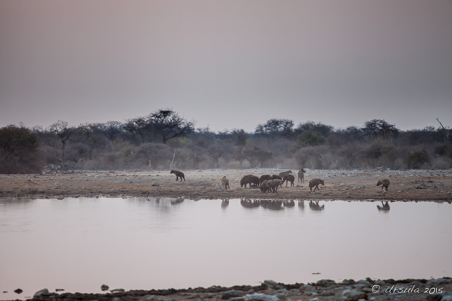 Hyenas in dusty morning light, Etosha National Park Namibia