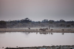Hyenas in dusty morning light, Etosha National Park Namibia