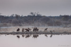 Hyenas in dusty morning light, Etosha National Park Namibia