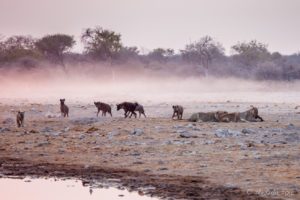 Lions and Hyenas in dusty morning light, Etosha National Park Namibia
