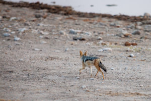 Black Backed Jackal in morning light, Etosha National Park Namibia