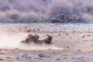 Lions in dusty morning light, Etosha National Park Namibia