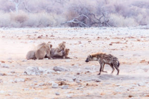 Lions and a hyena in dusty morning light, Etosha National Park Namibia