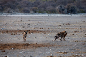 Hyenas in dusty morning light, Etosha National Park Namibia