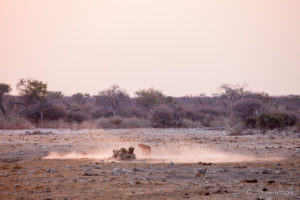 Lions eating in a Cloud of Dust, Etosha National Park Namibia